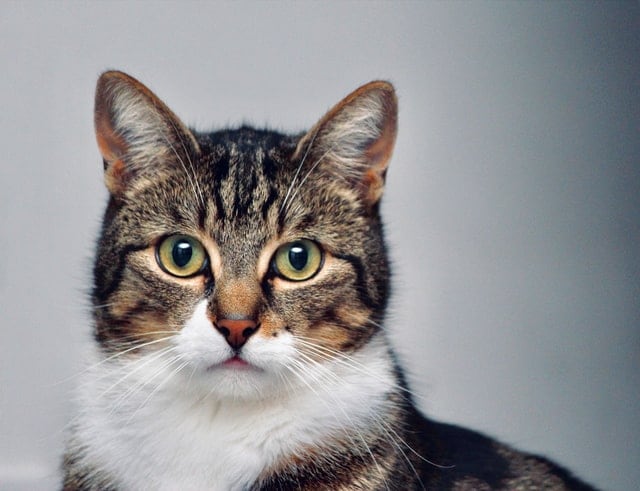 A brown tabby cat with green eyes faces the camera